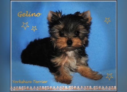 Yorkshire Terrier Welpen -verschiedene Farbgebungen u. Größen