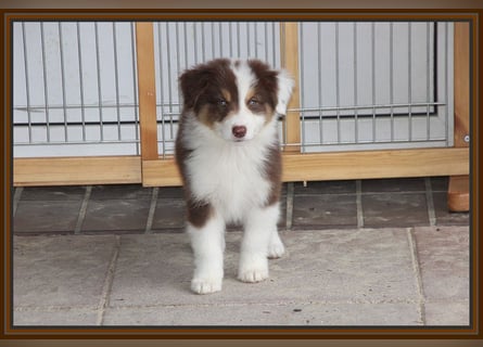 Australian Shepherd - Traumwelpen -KEINE Arbeitslinie-aus langjähriger Familienaufzucht.