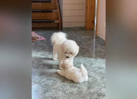 2 wunderschöne Bichon Frise Welpen im Teddylook