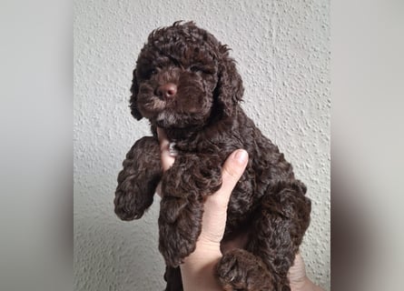 Lagotto Romagnolo Hündin mit LRWD e.V./ VDH Papieren