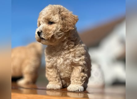 Rarität. Echte Teddybär Maltipoo Welpen in tollem Apricot abzugeben. Malteser/Pudel