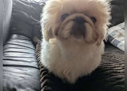 Pekinese Welpe