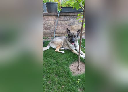 1 Schweitzer Deutscher Schäferhund DDR Linie sucht seinen Herzmenschen