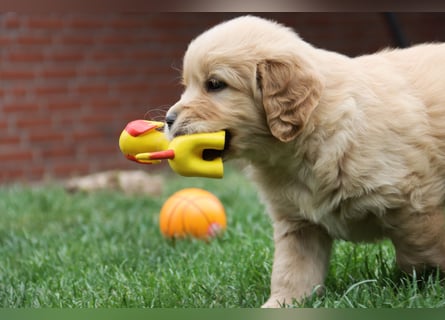Golden Retriever Welpen vom Thüringer Wald