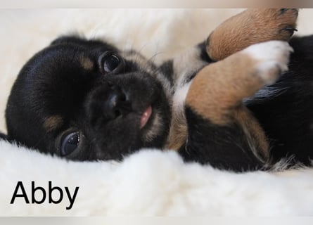 Reinrassige Chihuahua Welpen Kurzhaar