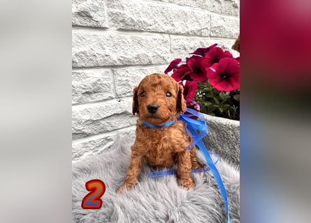 Wunderschöne Cockapoo/Cockerpoo Welpen
