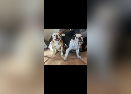 Englische Bulldoggen Welpen– 7 süße Mädels suchen bald ein Zuhause!