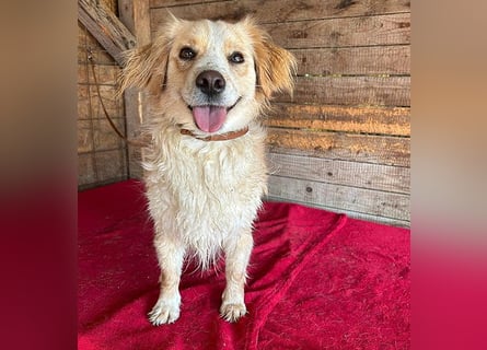 ❤️ unser Sonnenschein PANNI - 3,5 Jahre, 40cm/12kg - kleine Mischlingshündin