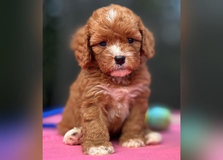 Exklusive Maltipoo Welpen im Red Apricot in Liebevolle Hände abzugeben Malteser/Pudel