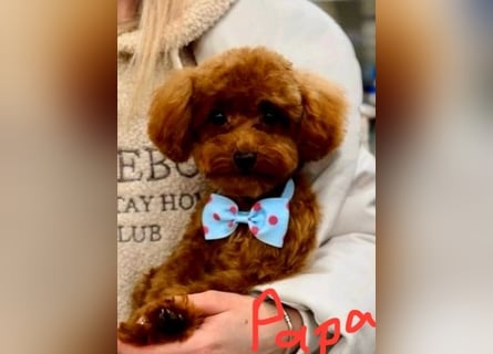 Kleine Toy Pudel rot braun (asiatische Linie)