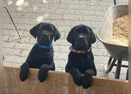2 Labrador Retriever Weibchen Welpen mit Ahnenpass, Eltern HD, ED, PL, OCD, Augen und Genetisch frei