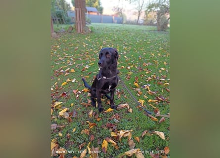 2 hübsche Labrador/Australian Shepherd- Harzer Fuchs Mix Welpen