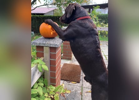 Labrador Deckrüde mit ZZL, decksicher, reinerbig braun chocolate nach FCI Standard, kein Verkauf!