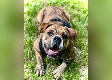 Continental Bulldog Hündin