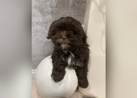 Shih-Tzu-Bolonka Welpen