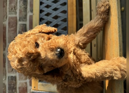 GoldenDoodle Welpen 