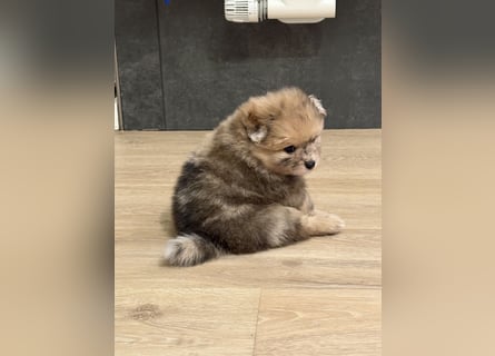Pomeranian / Zwergspitz Rüde Pluto