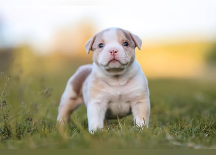 Unglaublich schöne American Bully Welpen!