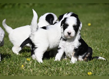 traumhaft hübscher Tibet Terrier Welpen aus erfahrender Zucht  sind geboren dürfen im Juni ausziehen