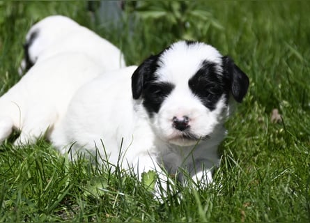 traumhaft hübscher Tibet Terrier Welpen aus erfahrender Zucht  sind geboren dürfen im Juni ausziehen