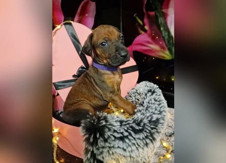 Rhodesian Ridgeback Welpen