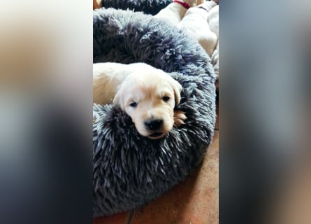 Golden Retriever Welpen