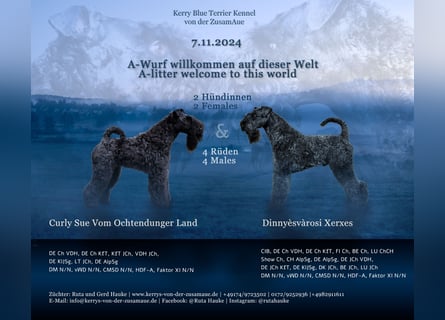 Wir planen 2026 Kerry Blue Terrier Wurf-B