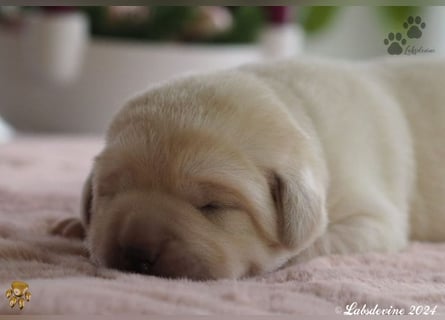 Labrador Welpen in hell gelb - die Buben