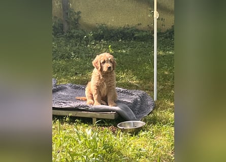 Goldendoodle mini Medium Doodle Abgabe an Pfingsten