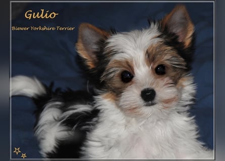 Yorkshire Terrier Welpen -verschiedene Farbgebungen u. Größen