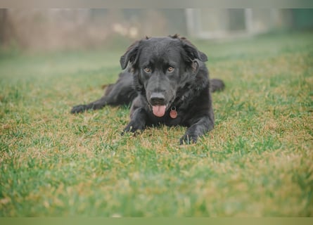 Kaukase-Hovawart Mix sucht neues Zuhause