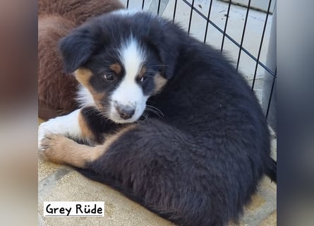 Australian Shepherd Welpen bald abgabebereit!