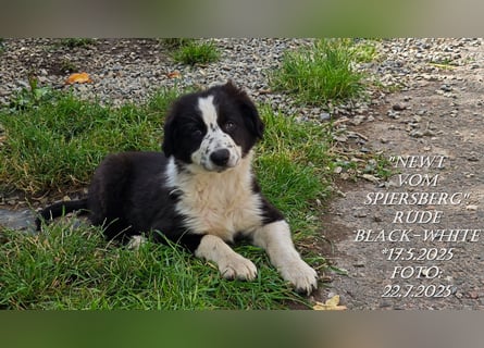 Border Collie-Welpen , black-,choco-,red-white und red-merle
