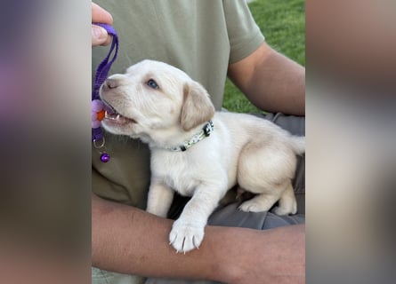 Labrador Welpen rüde weiß