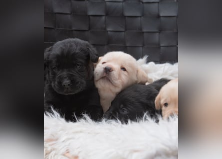 Wunderschöne Labrador Welpen sind noch frei!
