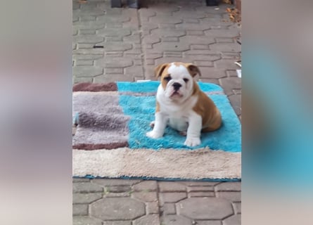 Englische Bulldogge