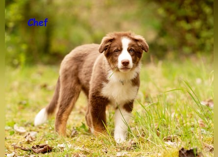 Australian Shepherd Welpen Rüden, ASCA