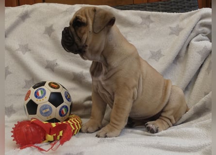 Freiatmige Bulldoggenwelpen Abgabebereit