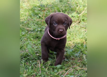 LABRADOR WELPEN Reinrassig mit Ahnentafel - GRAU und BRAUN - Beste Familienzucht