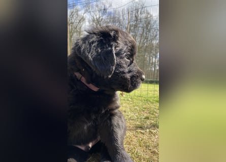 Wunderschöner Golden Retriever - Labrador Mix Welpe