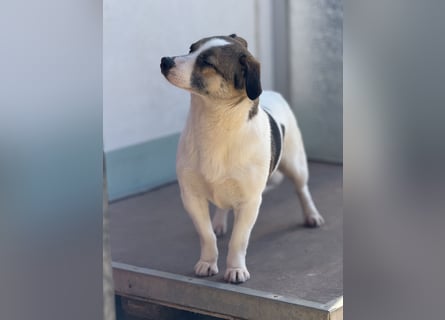 Merle – eine sanfte Seele auf der Suche nach Sicherheit und Geborgenheit