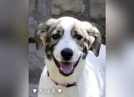 Scippy  und Kea suchen ab sofort ein Zuhause