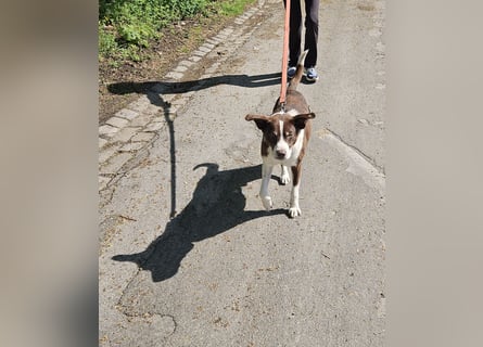 Cayo, 5 Jahre, sucht kompetentes Zuhause