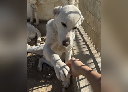 Wayne: er wäre gerne ein Familienhund