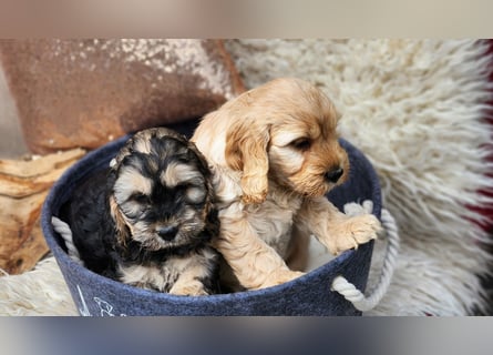 Cockapoo Welpen Englisch Cockerspaniel x Pudel