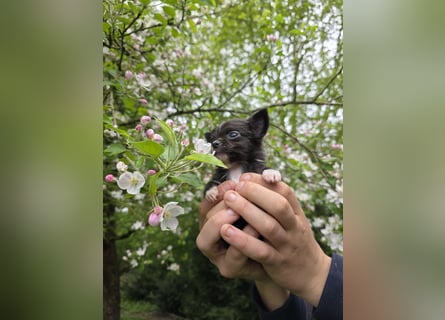 Chihuahua Welpen mit Ahnentafel