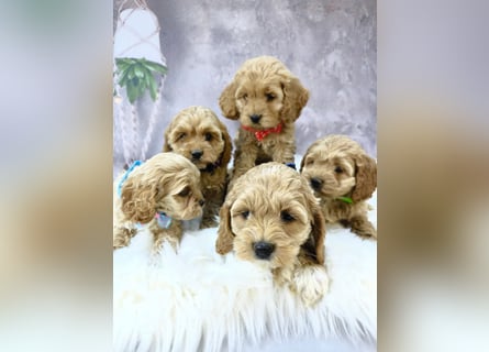Schöne Cockapoo-Welpen