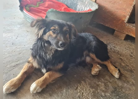 Buddy, 1 Jahr, kleiner Abenteurer sucht großes Herz