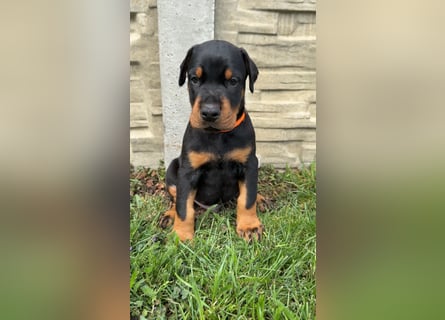Dobermann Welpen Bohemia Gotika