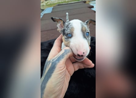 Mini bullterrier - Australian shepherd mix welpen